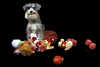 Deb Stagg Photo Pets