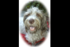Deb Stagg Photo Pets