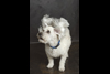 Deb Stagg Photo Pets