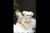 Deb Stagg Photo Pets