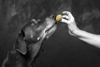 Deb Stagg Photo Pets